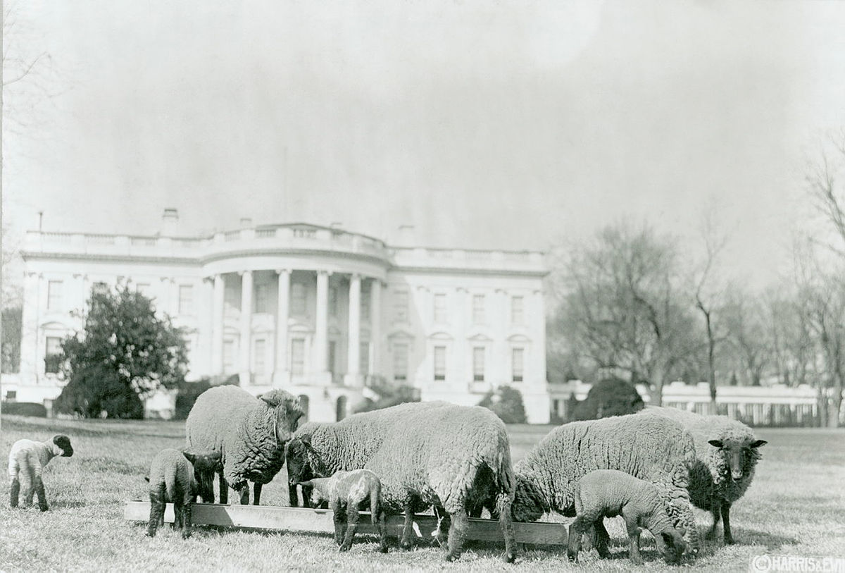 White House Sheep on the South Lawn
